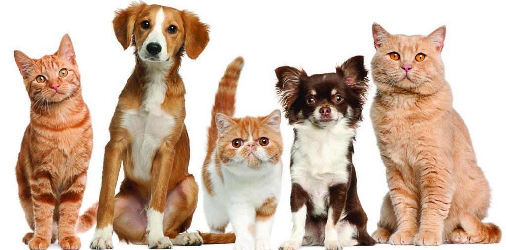 Доска объявлений о животных | ЗооТом - продажа, вязка и услуги для животных в Вязьме