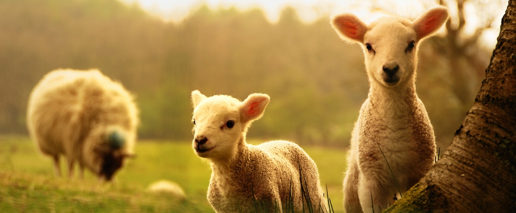Объявления о сельскохозяйственных животных | ЗооТом - продажа, вязка и услуги для животных в Вязьме