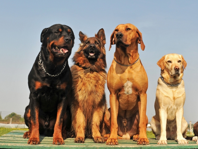 Крупные породы собак в Вязьме | ЗооТом портал о животных